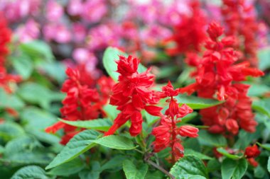 gün kırmızı küçük çiçekler