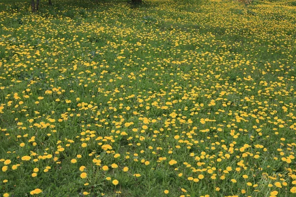 Pissenlit au jour du printemps — Photo