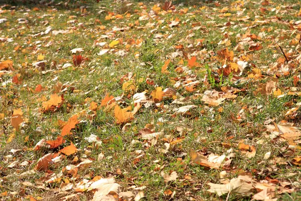 Alfombra de arce amarillo en otoño —  Fotos de Stock