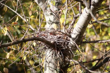 Ağaçtaki kıvrımlı yuva