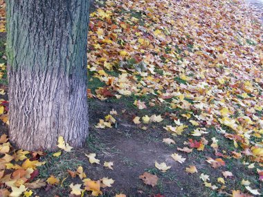 gününde akçaağaç yaprakları