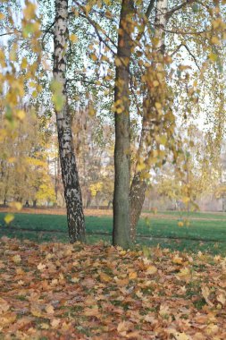 Sonbahar gününde huş ağacı