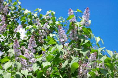 Bahar gününde leylak rengi