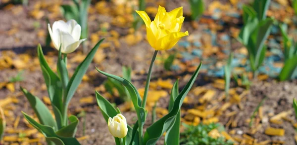 Gelbe Tulpe im Frühling — Stockfoto