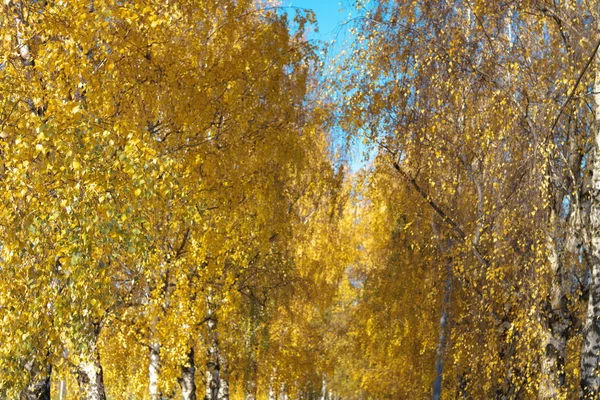 Aleja Brzozowa w jesienny dzień — Zdjęcie stockowe