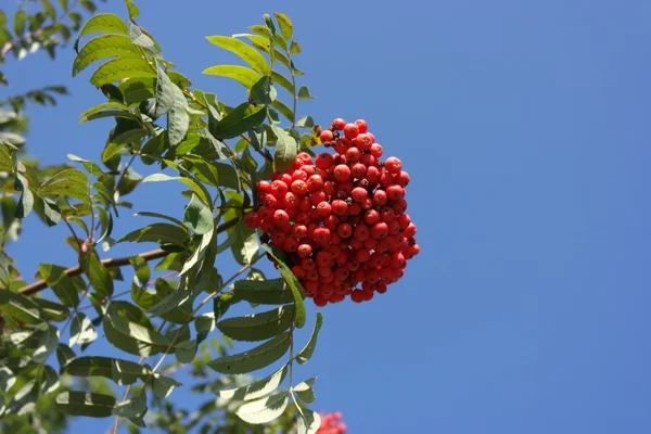 Ashberry at dry sunny day — Stock Photo, Image