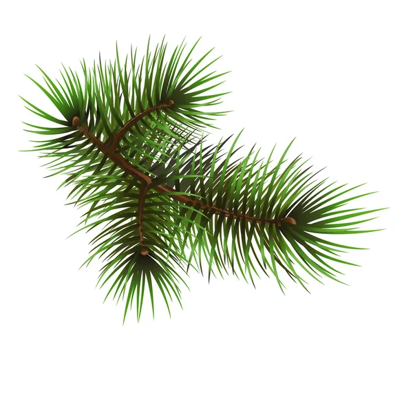 Pine branche — Stock Vector