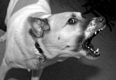 Büyük kızgın köpek.