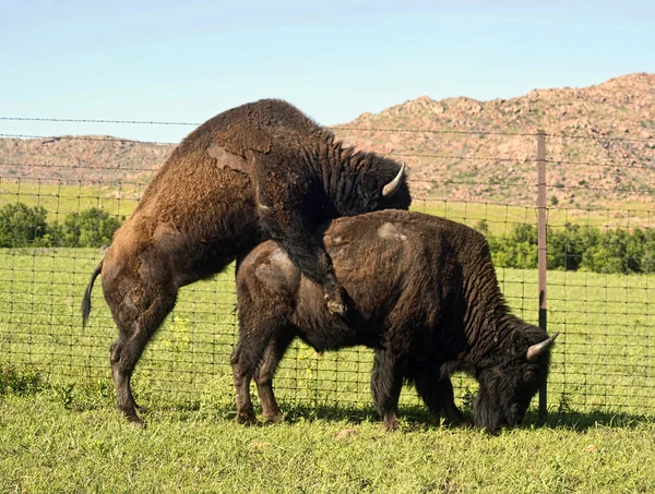 Birds and bees and the buffalo. — Stock Photo, Image