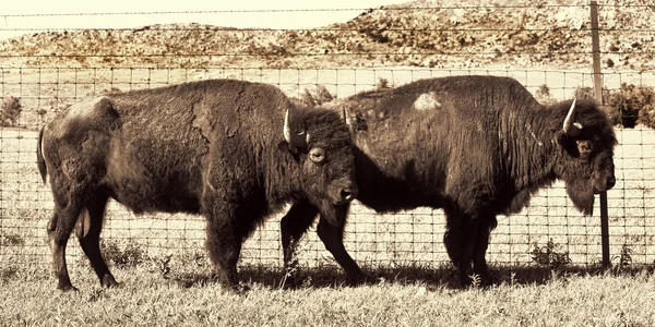 Buffalo of Oklahoma. — Stock Photo, Image