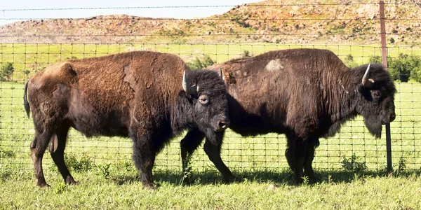 Buffalo z Oklahoma. — Zdjęcie stockowe