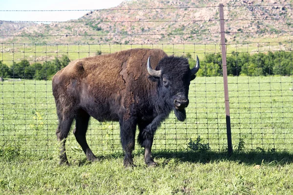 Buffalo z Oklahoma. — Zdjęcie stockowe