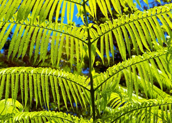 绿色蕨类植物背景. — 图库照片