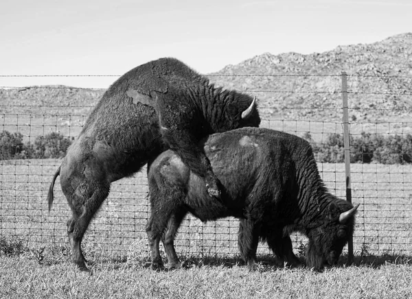 Buffalos in Love. — Stock Photo, Image