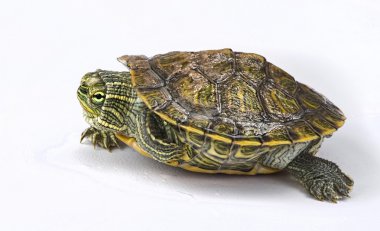  Küçük bebek kaplumbağa