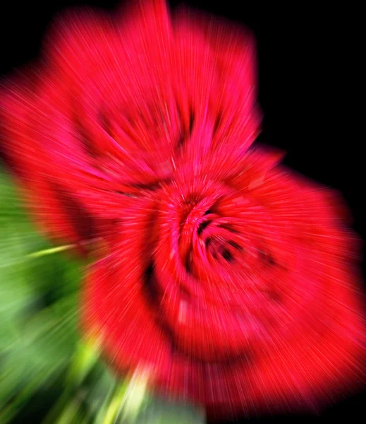 Fondo rosas rojas . — Foto de Stock