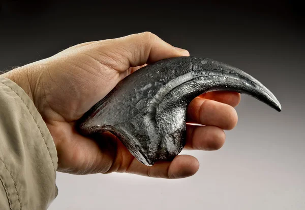 Velociraptor Claw. — Stock Photo, Image