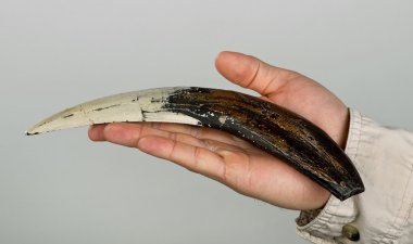 Sabor dişli kaplan diş.