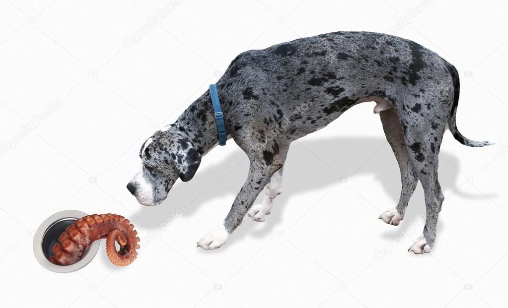 Great Dane and the Octopus.