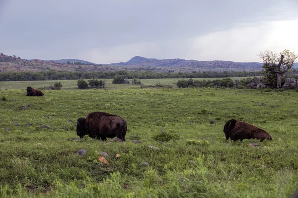 Wild Buffalo. — Stock Photo, Image