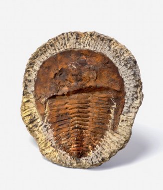 Kambriyen dönem Trilobite.