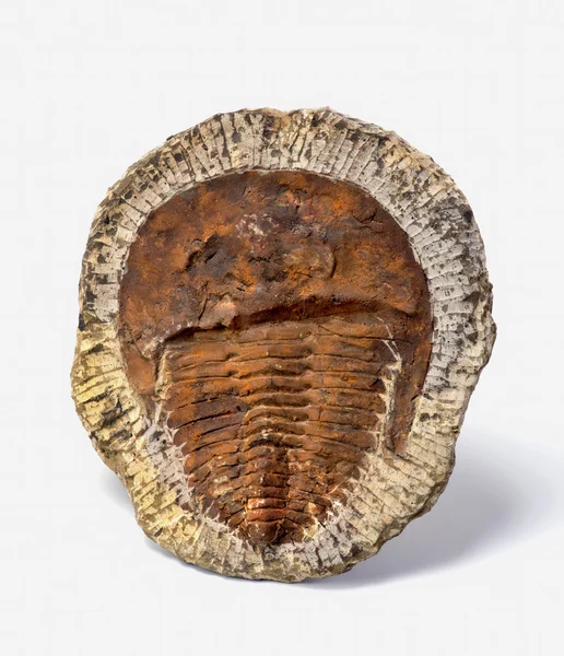 Trilobit aus der Kambrischen Periode. — Stockfoto