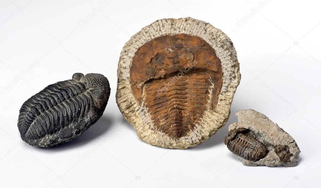 Cambrian Period Trilobites.