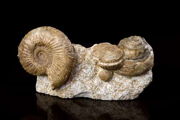 Amonite Fossils. — Stock Photo, Image