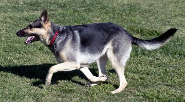 Alman çoban köpeği..