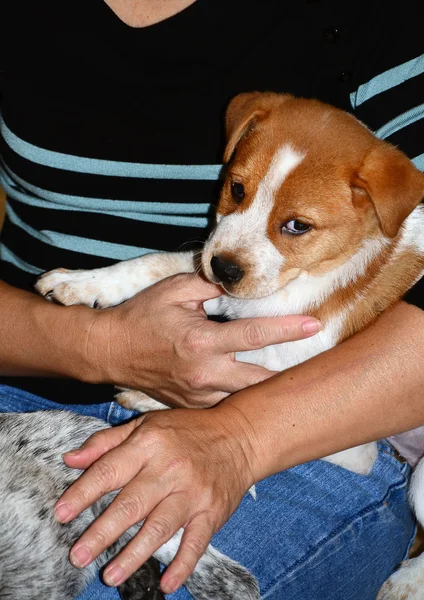 Mama gra z puppy. — Zdjęcie stockowe