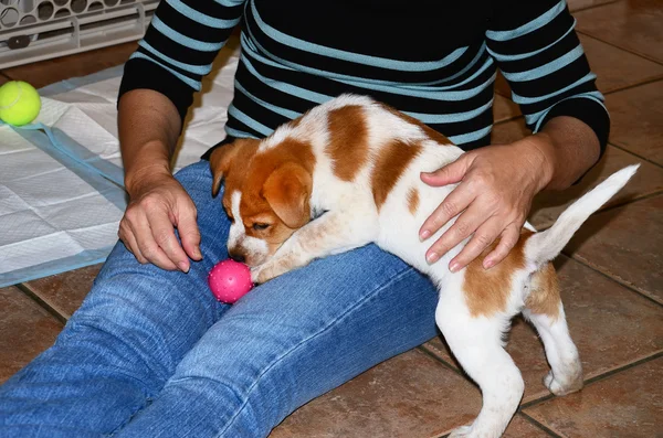 子犬と遊ぶママ. — ストック写真