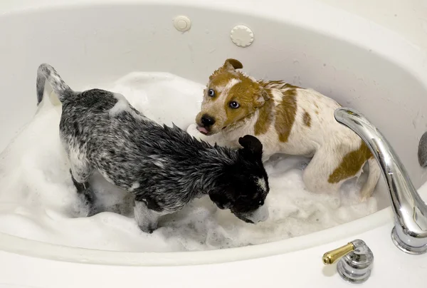 子犬の泡風呂. — ストック写真