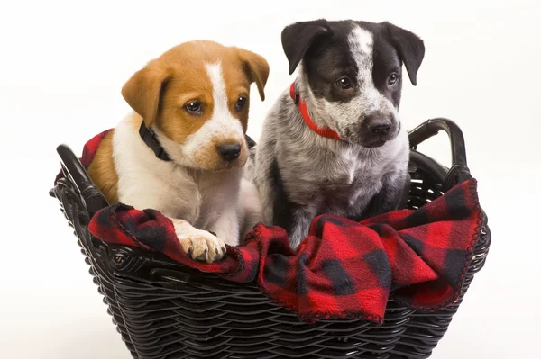 Puppys v košíku. — Stock fotografie