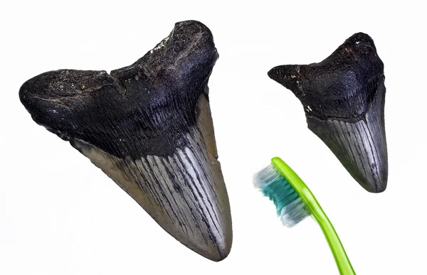 Dents de requins mégalodon . — Photo