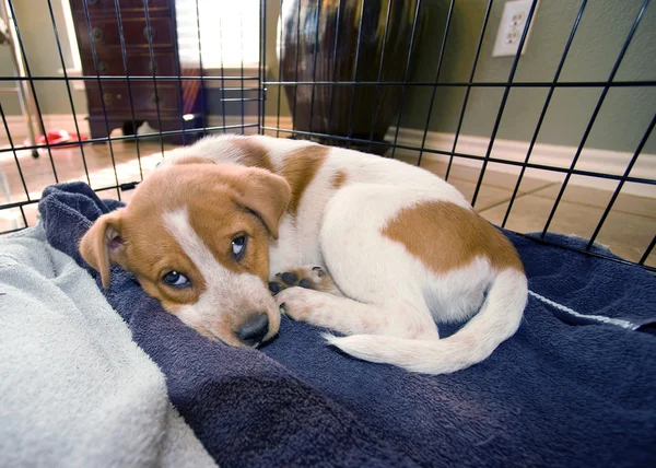 Röd heeler valp.. — Stockfoto