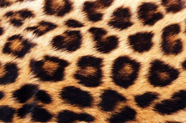 Gerçek leopar deri