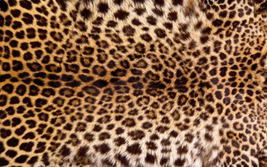 Gerçek leopar deri