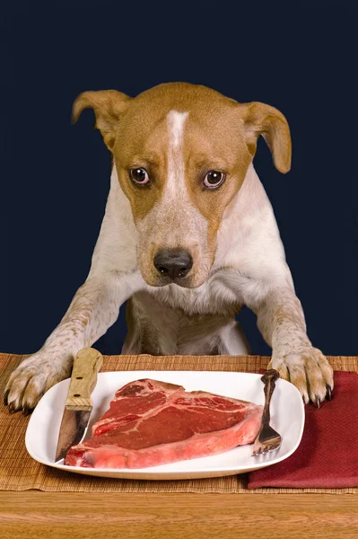 Yemekte mutlu köpek. — Stok fotoğraf