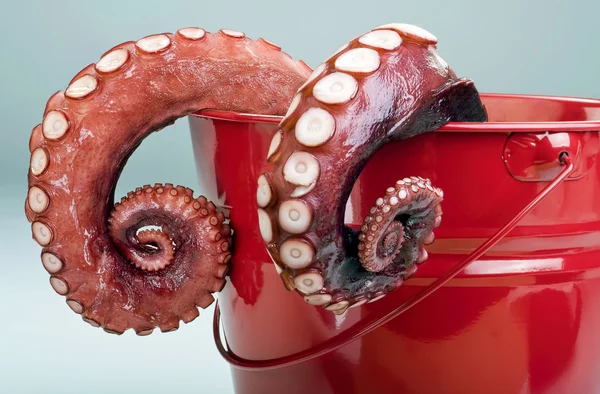 Octopus Braços saindo . — Fotografia de Stock