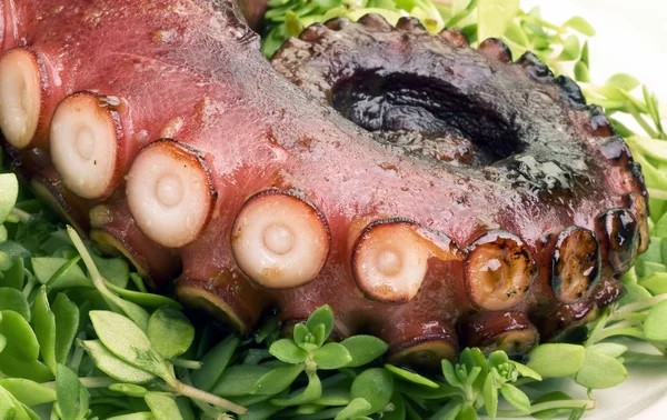 Fresh Octopus Arm. — Stock Photo, Image