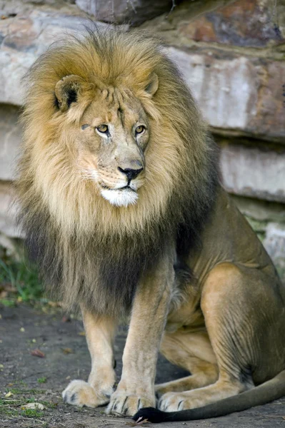 Большой лев . — стоковое фото