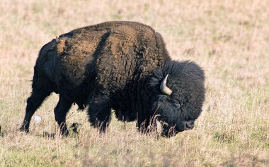 Vahşi Amerikan Buffalo.