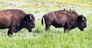 Vahşi Amerikan Buffalo.