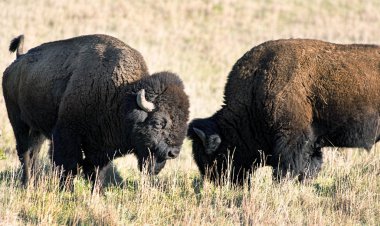 Vahşi Amerikan Buffalo.