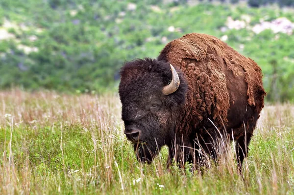 Buffalo americano salvaje . —  Fotos de Stock
