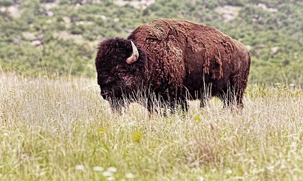 Dziki American Buffalo. — Zdjęcie stockowe