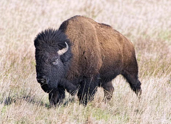 Buffalo americano selvagem . — Fotografia de Stock
