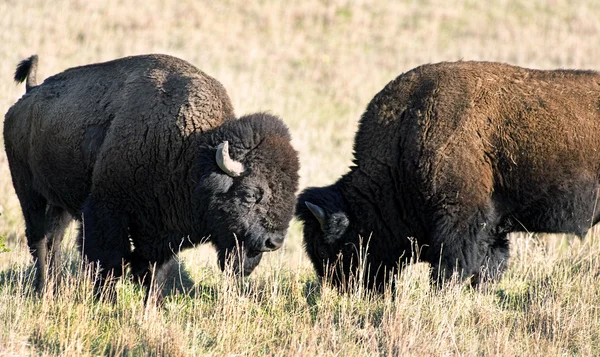 Buffalo americano selvagem . — Fotografia de Stock