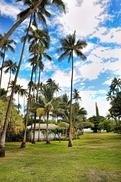 Hawaii tropiskt paradis. — Stockfoto