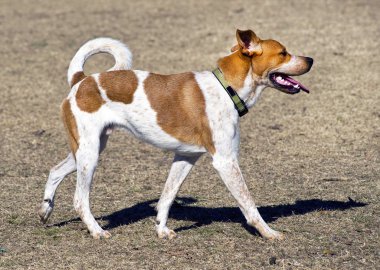 Gururla yürüyen köpek.